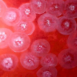 Medusen im Roten Meer, Acryl auf Leinwand, 40 x 50, 2019