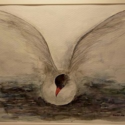 Möwe, Aquarell, 20 x 30, 2016