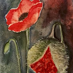 Mohn, Aquarell, 2016