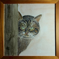 Kater Felix, Aquarell, 30 x 30, 2015