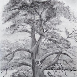 alter Baum, Holzkohle, 2023