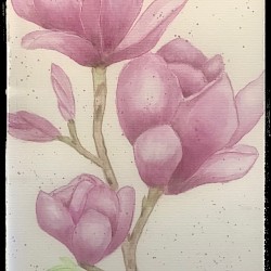 Magnolie Aquarellstifte 2020